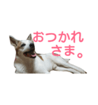 犬の幸せな日々。（個別スタンプ：21）
