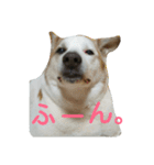 犬の幸せな日々。（個別スタンプ：22）