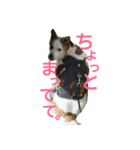 犬の幸せな日々。（個別スタンプ：23）