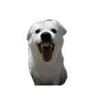 犬の幸せな日々。（個別スタンプ：24）