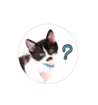 子猫のニイルときなこ（個別スタンプ：4）