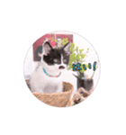 子猫のニイルときなこ（個別スタンプ：5）