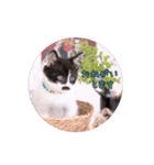 子猫のニイルときなこ（個別スタンプ：6）