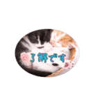 子猫のニイルときなこ（個別スタンプ：7）