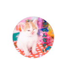 子猫のニイルときなこ（個別スタンプ：10）