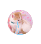 子猫のニイルときなこ（個別スタンプ：11）