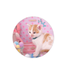 子猫のニイルときなこ（個別スタンプ：13）