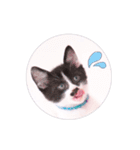 子猫のニイルときなこ（個別スタンプ：14）