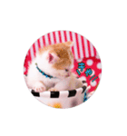 子猫のニイルときなこ（個別スタンプ：15）