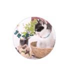 子猫のニイルときなこ（個別スタンプ：19）