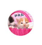 子猫のニイルときなこ（個別スタンプ：20）