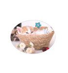子猫のニイルときなこ（個別スタンプ：22）