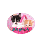 子猫のニイルときなこ（個別スタンプ：23）