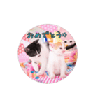 子猫のニイルときなこ（個別スタンプ：24）