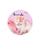 子猫のニイルときなこ（個別スタンプ：25）