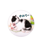 子猫のニイルときなこ（個別スタンプ：26）