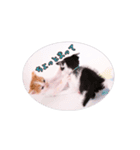 子猫のニイルときなこ（個別スタンプ：27）
