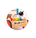 子猫のニイルときなこ（個別スタンプ：29）