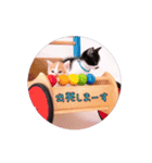子猫のニイルときなこ（個別スタンプ：30）