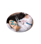 子猫のニイルときなこ（個別スタンプ：32）