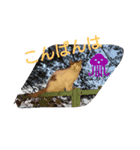 pull（個別スタンプ：3）