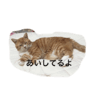 茶色のちゃねこ（個別スタンプ：3）