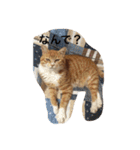 茶色のちゃねこ（個別スタンプ：5）