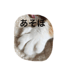茶色のちゃねこ（個別スタンプ：6）