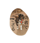 茶色のちゃねこ（個別スタンプ：7）