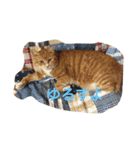 茶色のちゃねこ（個別スタンプ：8）