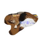 茶色のちゃねこ（個別スタンプ：9）