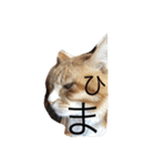 茶色のちゃねこ（個別スタンプ：11）