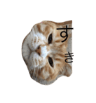 茶色のちゃねこ（個別スタンプ：14）