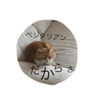 茶色のちゃねこ（個別スタンプ：15）