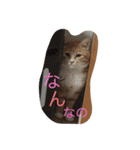茶色のちゃねこ（個別スタンプ：17）