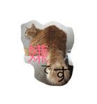 茶色のちゃねこ（個別スタンプ：19）
