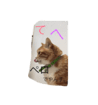 茶色のちゃねこ（個別スタンプ：23）