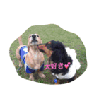 ミニチュアダックス ちょこの日常（個別スタンプ：1）