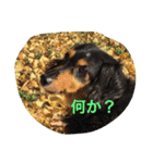 ミニチュアダックス ちょこの日常（個別スタンプ：2）