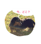 ミニチュアダックス ちょこの日常（個別スタンプ：3）