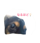 ミニチュアダックス ちょこの日常（個別スタンプ：4）
