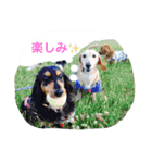 ミニチュアダックス ちょこの日常（個別スタンプ：5）