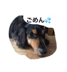 ミニチュアダックス ちょこの日常（個別スタンプ：6）