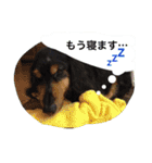 ミニチュアダックス ちょこの日常（個別スタンプ：8）