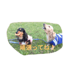 ミニチュアダックス ちょこの日常（個別スタンプ：9）