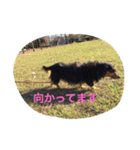 ミニチュアダックス ちょこの日常（個別スタンプ：10）