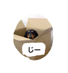 ミニチュアダックス ちょこの日常（個別スタンプ：11）