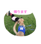 ミニチュアダックス ちょこの日常（個別スタンプ：13）
