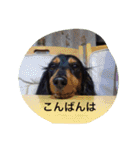 ミニチュアダックス ちょこの日常（個別スタンプ：15）