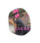 ミニチュアダックス ちょこの日常（個別スタンプ：17）